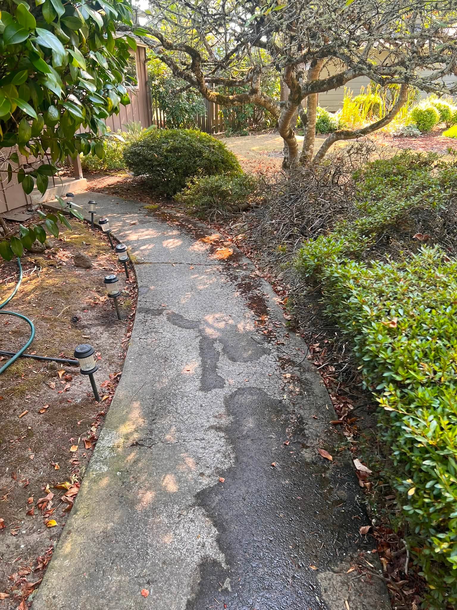 Mossy curved garden walkway before pressure washing